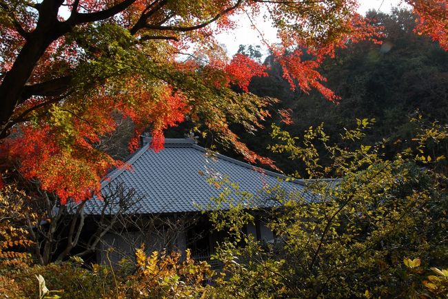 快晴の休日で、絶好のお出かけ日和。紅葉を見に鎌倉に出かけました。どこに行こうか迷ったのですが、北鎌倉から明月院に行って、脇道から天園ハイキングコースに入って、本当は獅子舞谷に行くつもりでしたが、明月院の紅葉がすばらしく、思いの外、時間を費やしたので、天園ハイキングコースの途中で大塔宮近くの覚園寺に下りました。<br />北鎌倉駅にはちょうどお昼時に着いたので、いつも台峯の自然観察会や山の手入れの帰りに立ち寄る、大船寄りの食堂「花月」に行って、二人でかつライスとサンマーメンをそれぞれ食べました。観光地からわずかに外れているだけで、静かな感じです。北鎌倉周辺の人出は凄かったのですが、明月院の中まで入ると意外にのんびり過ごせました。今日は、本堂裏手の菖蒲園に入ることができました。もちろん菖蒲ないのですが、谷の周囲の紅葉が大変見事でした。