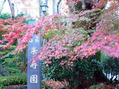 街中がせせらぎ　三島の紅葉は今週見頃を迎えそうです　今日の富士山(2007.12.04)