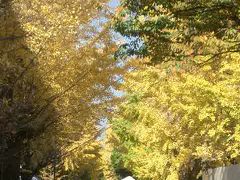 京大の銀杏も見事に黄葉します