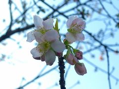 ヒマラヤ桜を見に戸越公園に