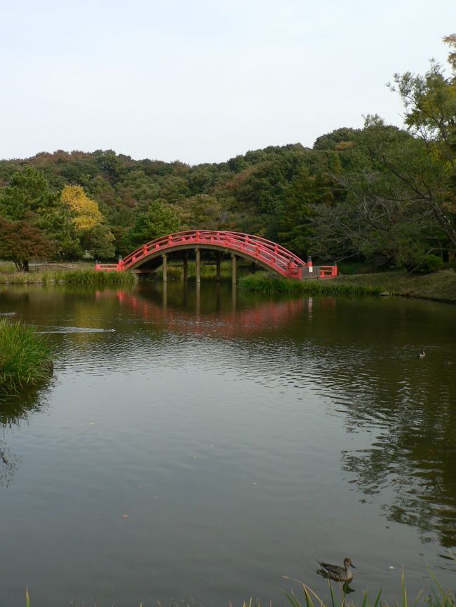  金沢八景（かなざわはっけい）は、横浜市金沢区の景勝地で行ってみたいと思いながら長年訪問できていない場所だった。小泉夜雨（こずみのやう）、称名晩鐘（しょうみょうのばんしょう）、乙舳帰帆（おっとものきはん）、洲崎晴嵐（すさきのせいらん）、瀬戸秋月（せとのしゅうげつ）、平潟落雁（ひらかたのらくがん） 、野島夕照（のじまのせきしょう）、内川暮雪（うちかわのぼせつ）の八ヶ所が金沢八景と言われている。 <br />近年都市開発で埋め立てが進むまでは入り江が続く美しい景勝地で、１６７７年に来日した明・杭州の名刹永福寺の住職、心越禅師の命名とのこと。禅師は１６９４年、山上の能見堂から見た景色から故郷の瀟湘八景（しょうしょうはっけい、中国湖南省洞庭湖周辺の景勝地）を連想し、七言絶句の漢詩で金沢八景と称えたとのことだ。一般には１８３３年の『東海道五十三次絵』など風景画で知られる歌川広重（安藤広重１７９７−１８５８年）が描いた金沢八景の浮世絵で有名になった。埋め立てが進んだとは言え、金沢八景駅近くの入り江の琵琶島周辺には浮世絵に描かれたような景観が残っており、シーサイドラインから見る海の光景も美しいものだった。<br />称名晩鐘（しょうみょうのばんしょう）で知られる称名寺は北条実時（１２２４−１２７６年）が開基した金沢北条氏一族の菩提寺。北条氏が権勢を振るった鎌倉時代に隆盛した寺で阿字ケ池を囲む浄土庭園が美しい。<br />北条実時が１２７５年頃設立した金沢文庫（かねさわぶんこ）は、称名寺に隣接している。実時が収集した政治、歴史、文学、仏教などに関わる書籍が収められていたが現在は県立博物館になっており、鎌倉文化を代表する国宝、重要文化財を展示している。<br />（写真は称名寺の庭園）<br />