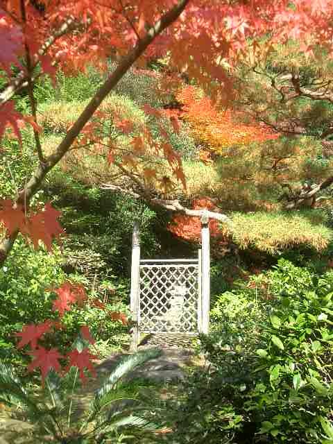 大徳寺の塔頭のひとつの高桐院。青葉よし、紅葉よし、のすばらしいお寺です。俗世を忘れて、紅葉に埋もれました。