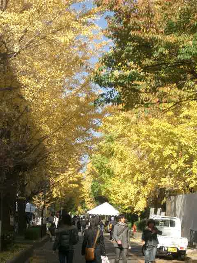 東大と同じように、京大の銀杏も見事に黄葉します。