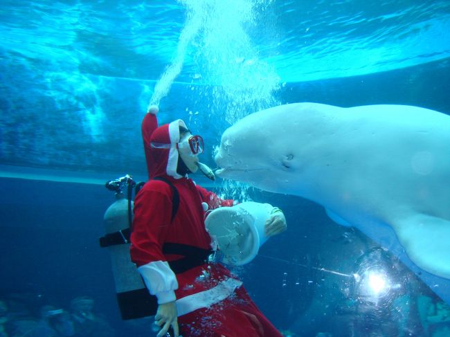 超キュートな白イルカに会いに、八景島シーパラダイス迄行って来ました!!!<br />やっぱり、イルカには不思議な位癒されるぅ♪何故だろう???