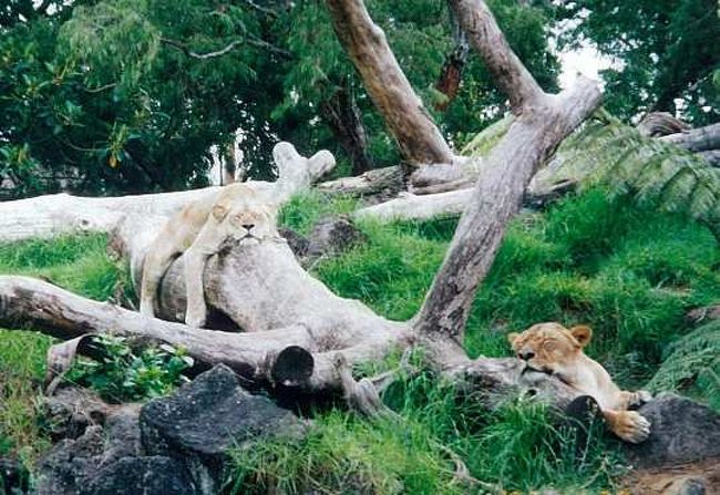 ニュージーランドの風に吹かれて 6 オークランド動物園編 オークランド ニュージーランド の旅行記 ブログ By Kyonaさん フォートラベル