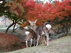 *奈良県　【奈良公園・鹿ちゃんと紅葉】　２００７*　