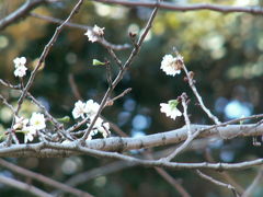 晩秋の桜鑑賞?：桜の名所　飛鳥山公園にて十月桜を探す