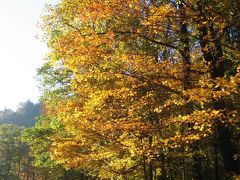 Great Smoky Mountains National Parkにて紅葉狩り