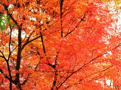 市川大町・もみじ山・限定公開　☆見事！紅葉に染まって・・。