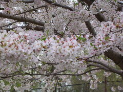 【ちょっとお出掛け】Michiganの公園でお花見、桜三昧。
