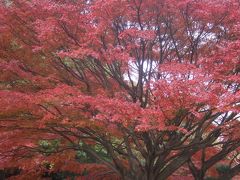 家の近くの公園で　紅葉撮影