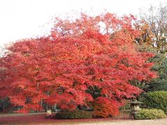 和歌の庭・六義園