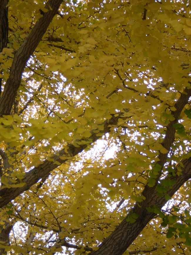 11月17日(土)、かねてよりの東京への1泊旅行(^O^)<br />とばかり、準備万端整え、10時37分発のバスに乗る<br />べく停留所に向かいました。<br />高速バスの停留所というのは、当然高速道路に近い場所に<br />あるので、自宅からは少し遠いその停留所に向かって出発!<br /><br />信号はすべて目前で青になるし、今日はついてる!<br />と思いながら、心のどこかで、調子がよすぎる時は<br />用心した方がいいのかもとささやく声が・・・<br /><br />そうして、案の定、そういう嫌な予感は当たるものでして。<br />私たちは何の疑いもなく、成田行きの高速バスが停まる停<br />留所で、あと20分以上は待つなあと高を括っていた所、<br />ほどなく同行者が、もしかして新宿行きはここじゃない<br />かも!と気づき、もう一つあった停留所に辿り着いた時、<br />まさにバスは目の前を通過していってしまったのでした!<br /><br />呆然としてそのバスを見送った後、JRに問い合わせた所、<br />バス代はもちろん戻らず、次のバスにまた料金を払って<br />お乗り下さいとのこと!帰りのバスも予約してあったので、<br />次の午後1時半発に乗ることにしたものの、あと3時間<br />自宅に戻るのもムナシイし…どうしようかと悩んだ末、<br />30分以内で行ける壬生町の公園に行くことにしました。<br /><br />今回は、東京到着までの、なんとも間の抜けた、しかし<br />美しい紅葉風景などを紹介しつつ、東京に向かいます。<br />