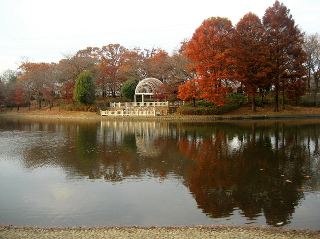 いつも桜を愛でに行く近所の大きな公園。<br />なんで紅葉の様子を見に行ってはいけないのでしょう。<br />自分の頭の堅さにびっくりです。<br />桜並木はこの時期、木がどれもすっかり裸になっているせいかしら。<br /><br />近所ゆえに気軽に行けると思って油断したら、午前中のあんなに輝かしい秋の太陽は、午後にはスカートの影に隠れるように慎ましくなってしまいました。<br />しかし近所の気軽さ、それでもあきらめず、急いで自転車を走らせてみました。<br /><br />幸い、太陽が翳ったとはいえ、あるいは翳ったせいか、池の水面は鏡のように澄み切っていて。<br />かえって午後のひとときのしっとりした雰囲気もイイじゃないかとカメラを構えました。<br />背の高い樹が多いので、逆光に透ける姿を接写できるような葉も少なかったですしね。<br />……いや、やっぱりそれは、イソップのすっぱいブドウのエピソードに出てくるキツネと同じでしょうか。<br />もう少し早起きして用事をすませられれば、いくらでもそういうチャンスはあったかもしれませんから。<br /><br />池を囲む樹を中心にフレーミングするとき、どちらかというと非対称的な構図が私の好みだなぁとつくづく思いました。<br />シンメトリック（対称的）でなく、アシンメトリック（非対称的）な世界@<br />とはいえ、アシンメトリックなフレーミングをしたつもりでいても、水際に写っている姿と地上の姿とで、きれいにシンメトリックな世界を作っていたりしますけどね。<br /><br />同じ公園の桜の季節と夏の夕方の姿も、よろしかったらあわせて御覧ください。<br /><br />関連の旅行記<br />2006年４月：デジカメを手にしてまもない頃<br />「手にしたばかりのオモチャに夢中：デジカメ持って花を撮ろう！（その2）」<br />http://4travel.jp/traveler/traveler-mami/album/10059894/<br /><br />2007年４月：デジカメを手にして２年目<br />「うちの近所だって桜爛漫@」<br />http://4travel.jp/traveler/traveler-mami/album/10137049/<br /><br />たまたま通りかかって、夕方の木漏れ日の下でのこの公園の美しさに気付いたときの写真<br />季節は９月初旬、まだ夏といってよいくらいの暑さが続く頃でした。<br />「夕方の木漏れ日の散歩道」<br />http://4travel.jp/traveler/traveler-mami/album/10178847/