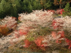 小原村の四季桜と紅葉