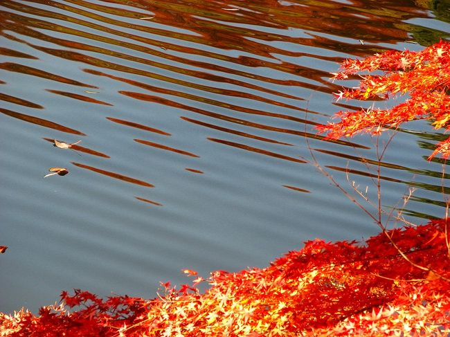 三四郎池（育徳園　心字池）<br /><br />　　　見事な紅葉、、。。