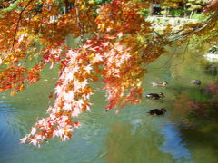 日比谷公園　2007冬　紅葉を探しに