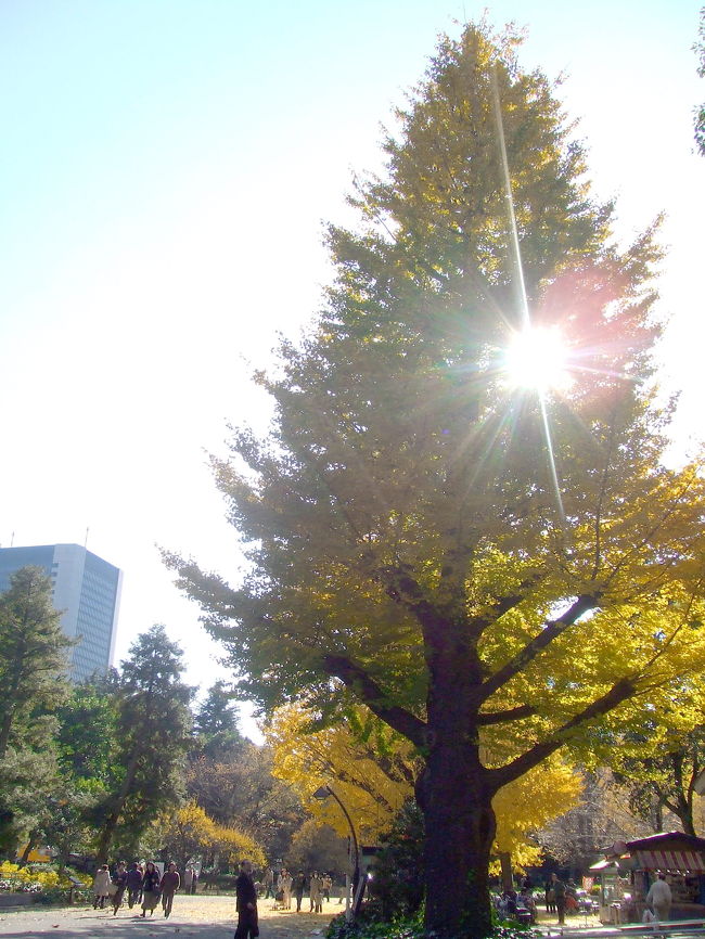 初日比谷公園。都会の真ん中にこんなに自然があるとは思わずびっくり。<br />こちらでは黄色を中心に。都内は黄葉が多いように思います。やっぱり東京都の木＝銀杏だから？