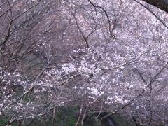 小さな旅●小原の四季桜（ふれあい公園）