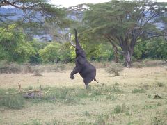 東アフリカ最大の野生動物の王国でサファリを満喫！タンザニア旅行記