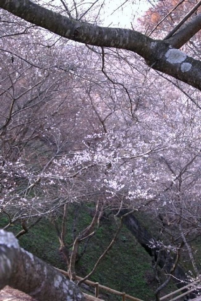 豊田市・小原地区の秋にも可憐な白い花をつける四季桜を見に行ってきました。混雑を避け、桜まつりの終わった12月はじめの花見でした。モミジは落葉した木もありましたが、四季桜はまだ、見頃を保っていてくれました。この旅行記は、ふれあい公園、川見四季桜公園、前洞の四季桜の3編でまとめました。<br />前洞の四季桜は小原四季桜の原木（親木）。子宝に恵まれ、ひっそりと余生を送っているかのように見えました。<br /><br />小原観光協会　http://www.kankou-obara.toyota.aichi.jp/index.html<br />場所はこちら　http://www.kankou-obara.toyota.aichi.jp/shikizakura/top.html