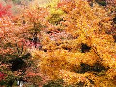 京都紅朱-2　東福寺・通天橋眺望　☆紅葉の名所もスイスイと