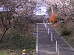 小さな旅●小原の四季桜（川見四季桜公園）