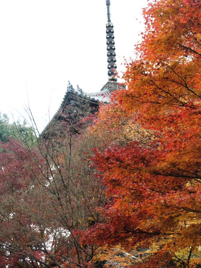真如堂　正式な寺名は真正極楽寺。<br />開祖は戒算上人で永観2年(984)に開山した。法華経巻物(国宝)など寺宝を多く所蔵しているとのことです。<br />静かな佇まいの周囲には、散り紅葉が絨毯のように広がり格別の京都最後の紅葉が楽しめました。<br />
