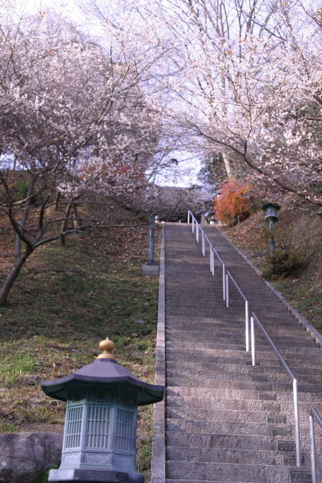 豊田市・小原地区の秋にも可憐な白い花をつける四季桜を見に行ってきました。混雑を避け、桜まつりの終わった12月はじめの花見でした。モミジは落葉した木もありましたが、四季桜はまだ、見頃を保っていてくれました。この旅行記は、ふれあい公園、川見四季桜公園、前洞の四季桜の3編でまとめました。この旅行記は、川見（せんみ）の四季桜です。<br /><br />小原観光協会　http://www.kankou-obara.toyota.aichi.jp/index.html<br />場所はこちら　http://www.kankou-obara.toyota.aichi.jp/shikizakura/top.html