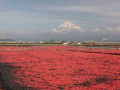 富士川河口からみた富士山