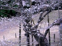 小さな旅●小原の四季桜（前洞の四季桜）