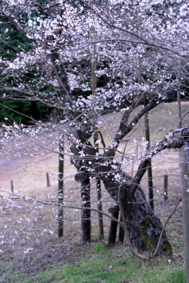 小さな旅 小原の四季桜 前洞の四季桜 豊田 愛知県 の旅行記 ブログ By シベックさん フォートラベル