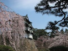 桜咲く弘前城