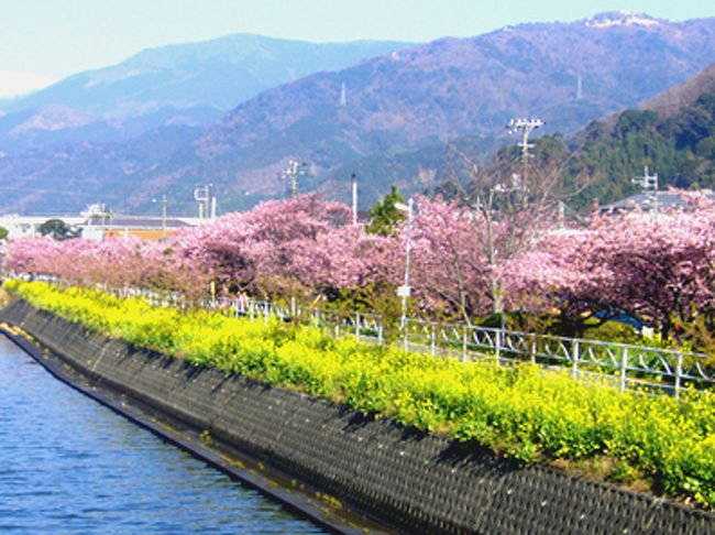 河津 伊豆稲取 河津桜とつるし雛で一足早く春満開 河津温泉郷 今井浜 静岡県 の旅行記 ブログ By くうさん フォートラベル 河津 伊豆稲取 河津桜とつるし雛で一足早く春満開 河津温泉郷 今井浜 静岡県 の旅行記 ブログ By くうさん フォートラベル