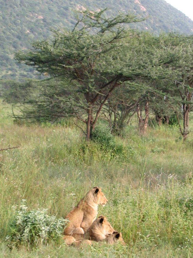 7時半にロッジを出発し、ルーフを開けてもらって動物を探しながら国立公園のゲートへと向かう。<br />最後の最後にやっとライオンが見られました☆<br />その後象の群れ、キリンも近くで見られてナイロビへ戻り帰国。<br />