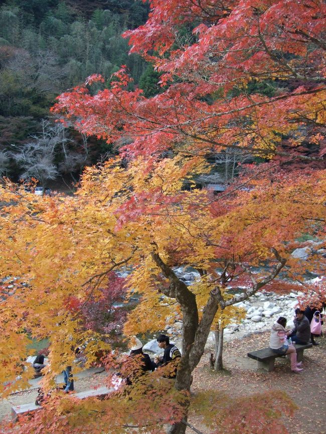 紅葉のバスツアー(1泊2日)に参加してきました。<br />香嵐渓、郡上八幡、白川郷と盛りだくさんなので<br />1箇所に長い時間はいれませんでしたが、紅葉を<br />それなりに楽しめました。<br /><br />11/24 :香嵐渓 名古屋クラウンホテル(泊)<br />11/25 :郡上八幡、白川郷<br /><br />