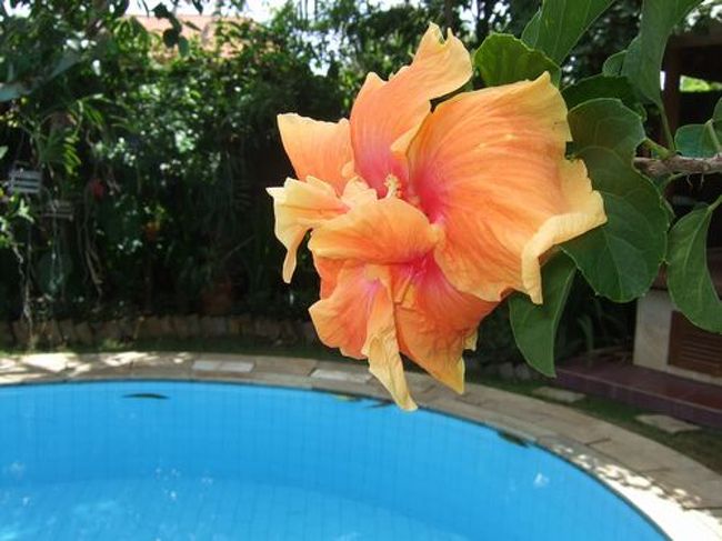 庭にハイビスカスの花が咲きました バリ島 インドネシア の旅行記 ブログ By Ibuさん フォートラベル