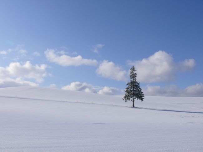 お正月でも、ここは「クリスマスツリーの木」です♪<br /><br />大好きな美瑛の丘で年末年始を過ごしました。<br />予報に反しておだやかなお天気の丘のお正月。<br />みわたすかぎりの雪景色。澄み渡る青空。<br />まぶしい太陽の光。<br /><br />素敵な風景の中で、<br />新年を迎えられてとてもシアワセな気分。<br />やっぱり美瑛は冬が一番だっ!<br /><br />　年末年始の美瑛の様子は<br />　　shin&amp;sayブログ　http://shinsay.cocolog-nifty.com/<br />　でどうぞ〜<br /><br />