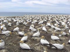 マーキュリー号　ニュージーランド、オーストラリアクルーズ　その?