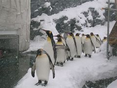 冬の旭山動物園＆ペンギンの散歩