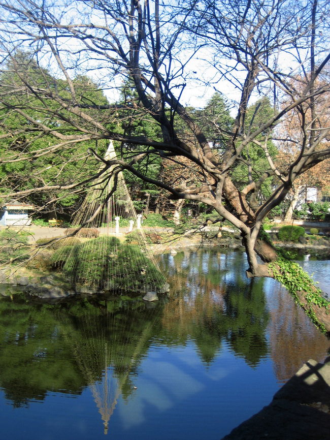 新春バレエを見にいくために都内に出るついでに、どこか公園か神社か、撮影映えのするところで写真を撮りたいと思いました。<br />バレエの会場は有楽町の東京国際フォーラムです。<br />ネットの地図をいじくっているうちに、候補を見つけました。日比谷公園です。<br /><br />冬の日比谷公園に何か見どころがないか、公式サイトを探ってみたところ、格好のハイライトがありました。冬の風物詩、心字池の松の雪吊りです。<br />サイトに載っていた心字池の松の雪吊りの写真もバツグンでした。<br /><br />こんな写真を私も撮りたい！<br /><br />というわけで、12時の観劇の前に日比谷公園の写真を撮るために、天気の良い午前中をねらい、予定より１時間半早く家を出ました。<br /><br />実は日比谷公園の写真を撮るのはこれが初めてではありません。しかも、昔は近くに職場があったため、私にとってとりたてて新しい公園ではありません。<br />なので、撮影には１時間くらいで十分で、残り30分は観劇の前に腹ごしらえをしようと思ったのですが……案外夢中になってしまって１時間半はあっという間に過ぎてしまいました。<br /><br />花はより団子、ならぬ、団子より花、というわけで@<br /><br />いままでアップした日比谷公園の旅行記<br />2006年４月<br />「手にしたばかりのオモチャに夢中：デジカメ持ってチューリップを……撮りたかった（泣）」<br />http://4travel.jp/traveler/traveler-mami/album/10063044/<br />日比谷公園の写真はちょこっとだけでした。このときの目当てはチューリップでしたからね。<br /><br />日比谷公園公式サイト<br />http://www.kensetsu.metro.tokyo.jp/toubuk/hibiya/index_top.html<br /><br />「日比谷公園<br />　霞が関、有楽町などと隣接し都心部に位置する都立公園で、公園面積は161,636.66m&#178;。 後楽園球場〜東京ドームと並んで、かつては「日比谷公園何個分」など、敷地面積の尺度とされることが多かった。<br />　園内の主要な施設として、市政会館および日比谷公会堂、大小の野外音楽堂、東京都立日比谷図書館、テニスコートなどがある。また園内には大小の花壇があり、四季折々の花と緑が都市生活者の目を楽しませている。<br />　幕末までは佐賀鍋島家、萩毛利家などの上屋敷が置かれており、明治時代には陸軍近衛師団の練兵場となった。その後、本多静六によって「都市の公園」として設計され、1903年（明治36年）6月1日に日本初のドイツ式洋風近代式公園として開園した。オペラ歌手の藤原義江は日比谷公園をセントラルパークに準え愛したとされる。」<br />（ウィキペディアフリー百科事典より）