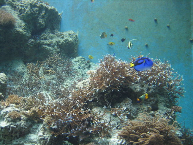 「海洋博公園・沖縄美ら海水族館」<br /><br />