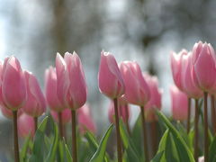 キューケンホフ公園のチューリップ見物　(Keukenhof, Holland)