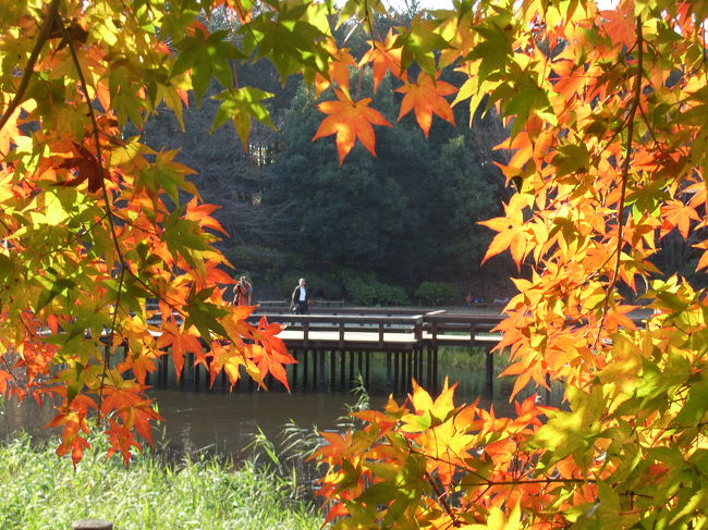紅葉も見頃になり散歩がてら出掛けていった。大和駅から歩いていくこともでき、ちょっとした散歩コースでもある。
