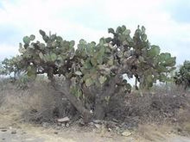  「メキシコ」と聞くと、頭の中にサボテンが浮かぶ人も少なくないだろう。その連想はご名答。なんとマァ〜日常食として食べちゃうくらいに、メキシコはサボテンの国なのだ。<br /><br />サラダやタコスの具となってよくお目見えするのは「ノパリトス」。平べったいグリーンのサボテン。大和芋とメカブを足して2で割ったような味と食感の（大地と海の味のミックス！？）、不思議なネバネバには病みつきのウマサ。青空市場などで原住民のオバチャンが皮をむいている赤いサボテンは、「トゥーナ」と呼ばれるサボテンの実。果物として食べられていて、形も味もちょっとキウイに似た感じ。<br /><br />「メルカド」（英語で言うマーケットね）と呼ばれる市場では、じーっと見てると味見させてくれることも多い。「プエド・プロバール？（Can I try?の意味）」と言いながら、“チョコッと”というしぐさをすると、味見確率はさらに高まる。<br /><br />日常食のサボテンのみならず、知る人ぞ知る“異常食”のサボテンもある。常とは異なる状態、つまり、意識がトリップしちゃうサボテンだ。「ペヨーテ」「サンペドロ」、私が知るだけでも2種類はある。もともとは原住民の人々が神との交信時に用いるものゆえ、遊び半分だとバチが当たって超危険なので要注意！<br />身の毛もよだつ世界最悪のゲロマズ度だが、神聖な気持ちでいただけば、マジで宇宙と一体化できる。ちなみにこのサボテンは“異常食”だけあって違法。食べる運命にある人は、自然とめぐり逢うことになるだろうけどね。<br /><br />……とマァ、さっすが神秘の文明国メキシコ。食文化にも、未知が満ち満ちているのであーる。<br /><br />