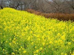 二宮吾妻山公園の菜の花