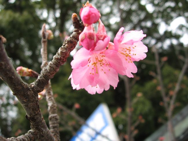momotaさんの旅行記で鎌倉で河津桜を見れることを知った<br /><br />これは行かねばと思いきやまだ２，３つしか咲いてなかったと書き込みいただき　連休の最後の日にすることに　何も聞かなければ危うく次の日の出かけるとこだった<br /><br />今年初めて見に行く桜だ<br /><br />今回2台のカメラで同じような感じでモードを変えてたくさん撮ってみたのですが　色的にはキャノンが好きなんですが　ピントの合わせやすさや使いやすさは慣れてるというのもあってカシオの方でした<br />ただ　ズームにしたときはキャノンの方が私には使いやすかったのでこれから桜を追いかけるのに　使い分けて行きたいと思ってます<br /><br /><br />