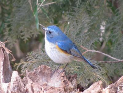 佐倉市散策（１２）・・印旛沼周辺の野鳥を訪ねて。