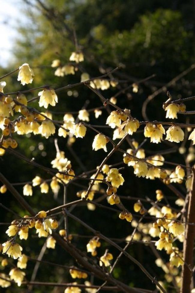 久し振りに名古屋市の農業センターへ、春の花を探しに行ってきました。このセンターは、小さいながら牧場もあり、乳牛や鶏、豚などの家畜が飼われていて、ファミリーで賑わっていました。しだれ梅も有名ですが、まだ蕾は固く、咲く気配はありませんでした。<br /><br />表紙は、斜光を受けて咲く蝋梅。