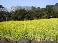 ?伊豆1泊2日　初春を訪ねて（修善寺～河津～下田～稲取）